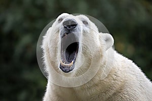 Polar bear