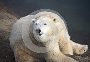 Polar bear