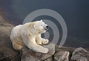 Polar bear