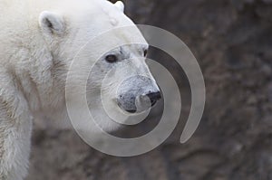 Polar Bear