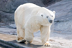 Polar bear