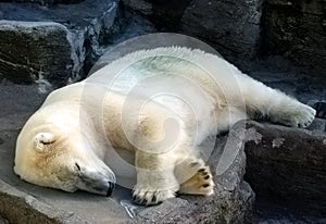 Polar Bear