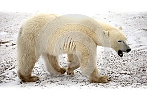 Polar bear