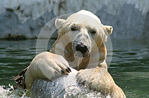 Polar Bear photo