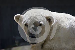 Polar bear