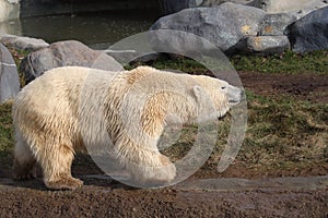 Polar bear