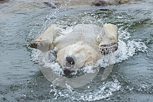 Polar bear