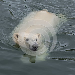 Polar bear