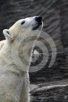 Polar Bear