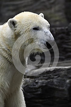 Polar Bear