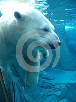 Polar bear