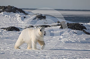 Polar bear