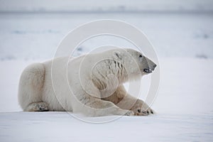 Polar bear