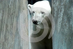 Polar bear