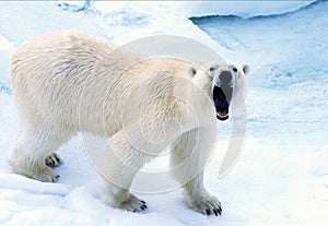 Polárny medveď 