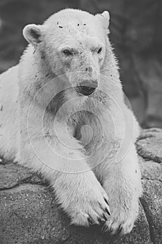 Polar Bear