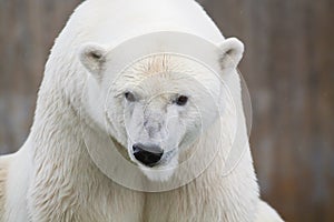 Polar bear