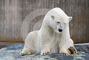 Polar bear