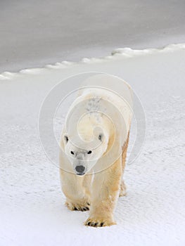 Polar bear.