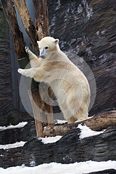 Polar Bear