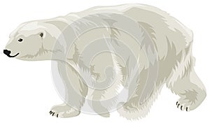 Polar Bear in