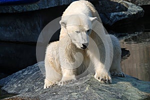 Polar bear