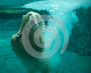 Polar bear