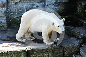 Polar bear