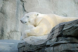 Polar bear