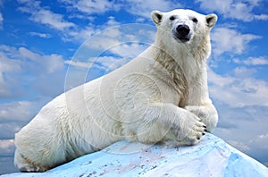 Polar bear