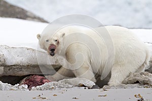 Polárny medveď jesť 