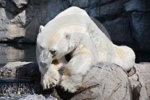 Polar Bear