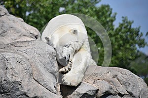 Polar Bear