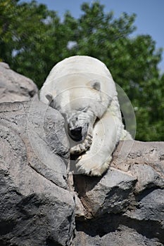 Polar Bear