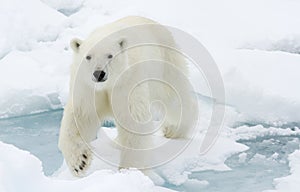 Polar Bear. photo