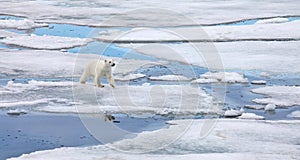 Polar bear