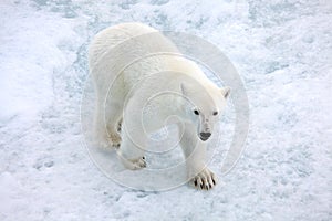 Polar bear