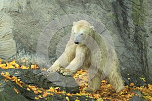 Polar bear photo