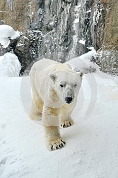 Polar Bear