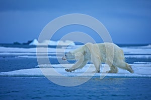 Polar bear photo