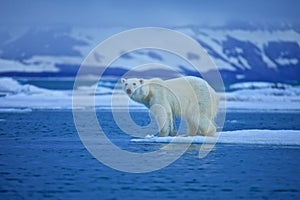 Polar bear photo