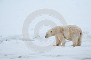 Polar bear photo