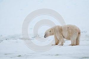 Polar bear