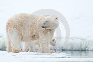 Polar bear photo