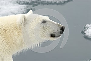 Polar Bear