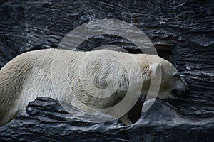 Polar Bear