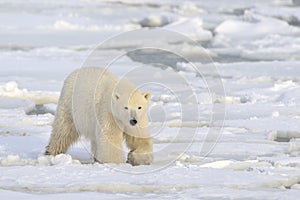 Polar Bear