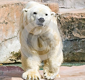 Polar Bear