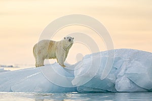 Polar Bear