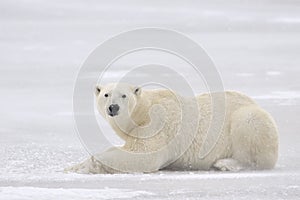 Polar Bear